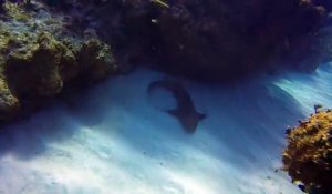 Un moniteur de plongée enlève un couteau enfoncé dans la tête d’un petit requin