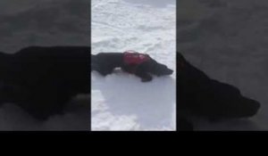 Ce chien de sauvetage en montagne adore glisser sur la neige