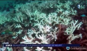 Le réchauffement climatique tue la barrière de corail en Australie