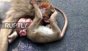Percutée par une voiture, cette guenon meurt devant son bébé singe !