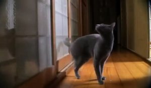 Un chat sait frapper à la porte !!!