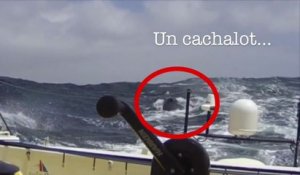 Collision d’un bateau avec cachalot (Vendée Globe)