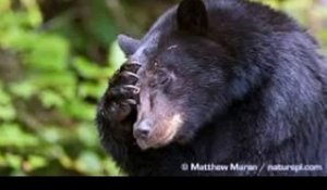 Aux Etats-Unis, des habitants sauvent un ours qui avait la tête coincée dans un seau