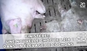 Finistère: Une nouvelle vidéo choc de L214 dénonce un élevage de cochons