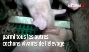 L214 diffuse une nouvelle vidéo choc dans un élevage de porcs