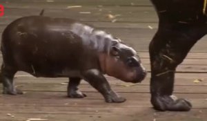 Naissance D Un Bebe Hippopotame Pygmee Dans Un Zoo Anglais Sur Orange Videos