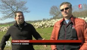 Grippe aviaire : un producteur de canards du Puy-de-Dôme au secours d’éleveurs du Sud-Ouest