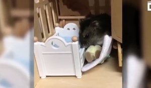 Un hamster trop mignon qui mange du yaourt à la petite cuillère