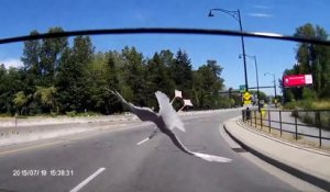 Triple backflip d'une mouette en percutant une voiture sur l'autoroute !