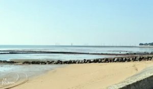Eolien offshore : Les impacts sur l'environnement (Vendée)