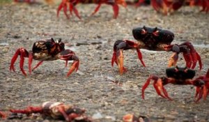 Crabs crawl in Cuba