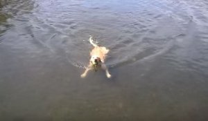 Un chien nage en faisant la brasse