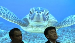 Mort de la tortue thaïlandaise "Tirelire"