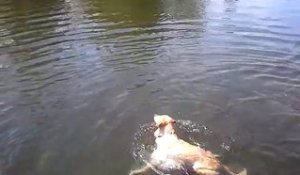Un chien nage en faisant la brasse