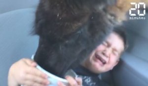 Un lama attaque un enfant ! - Le Rewind du mercredi 22 mars 2017