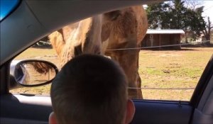 Un enfant en panique se fait 'attaquer' par un lama lors d'un safari dans un zoo