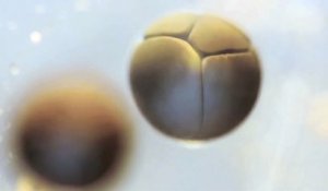 Un timelapse de la division cellulaire d’un embryon de grenouille
