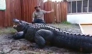 Cet homme fait preuve d'un courage incroyable pour s'asseoir près d'un crocodile géant