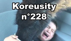 Koreusity n°228