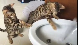 Des chatons léopard jouent avec un jet d'eau !