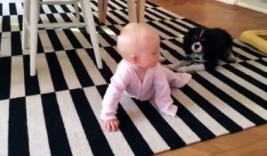 Qui est le plus rapide d'un bébé ou un chien?