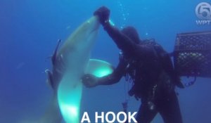 Un requin avec un hameçon planté dans le ventre demande l’aide à un plongeur.