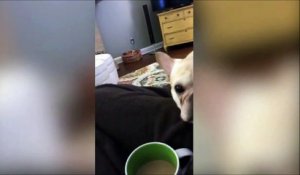 Ce chien veut son petit café!!!