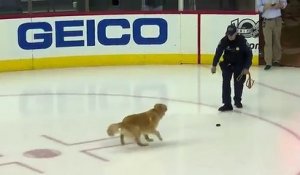 Ce chien fan de hockey rencontre son équipe favorite et s'éclate sur leur patinoire !
