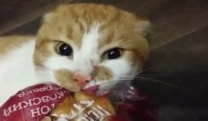 Un chat refuse de rendre un paquet de pain