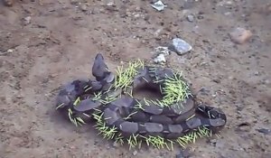 Un énorme serpent a essayé de manger un porc-épic mais l'a immédiatement regretté