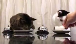 Deux chats utilisent des sonnettes pour réclamer à manger !