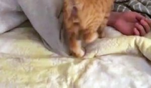 Ce chat a une adorable technique pour réveiller son maître. Vous allez craquer !