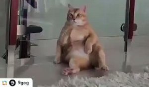 Incroyable : ce chat adopte une position assise comme un humain !