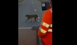 Un lynx filmé dans le jura