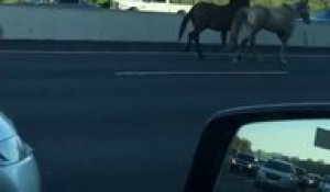 Des chevaux sur l'autoroute au milieu des voitures !