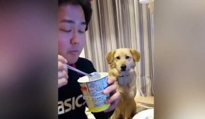 Ce pauvre chien n'ose pas demande de la glace... Trop timide