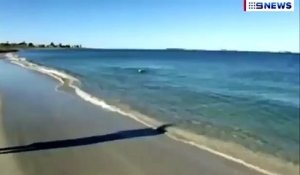 Lors d’une promenade à la plage avec son maître, ce chien s’échappe et plonge soudainement dans l’eau. La raison laisse
