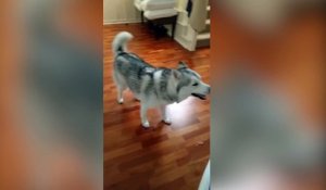 Ce husky est devenu complètement fou !