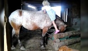 Une petite fille essaie de monter sur un très grand cheval !
