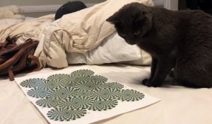 Un chat totalement hypnotisé par une illusion d'optique