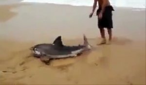 Un homme sauve un requin malgré le danger !