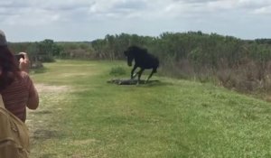 Cheval vs Alligator