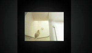 Un Chat Retombe Toujours Sur Ses Pattes Test Sur Orange Videos