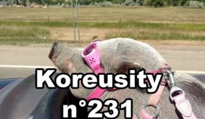 Koreusity n°231