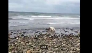 Cet homme et son chien tombent sur un jeune dauphin echoué et vont le sauver