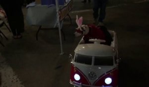 Chien déguisé en lapin dans un van Volkswagen ! POURQUOI ?