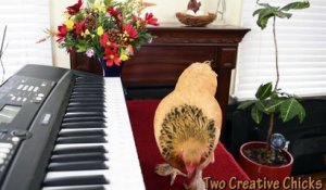 Une poule mélomane qui sait jouer du piano !