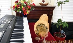 Cette poule musicienne joue du piano