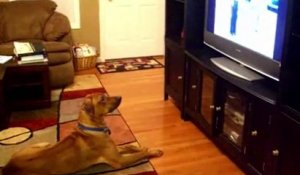 Quand ton chien regardes plus la TV que toi... Compilation