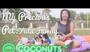 Yuta Family: 7 chihuahuas and a bossy cat | My Precious Pet Episode 5 | Coconuts TV